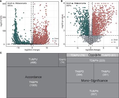 Integrative Transcriptomics and Proteomics Analyses to Reveal the Developmental Regulation of Metorchis orientalis: A Neglected Trematode With Potential Carcinogenic Implications